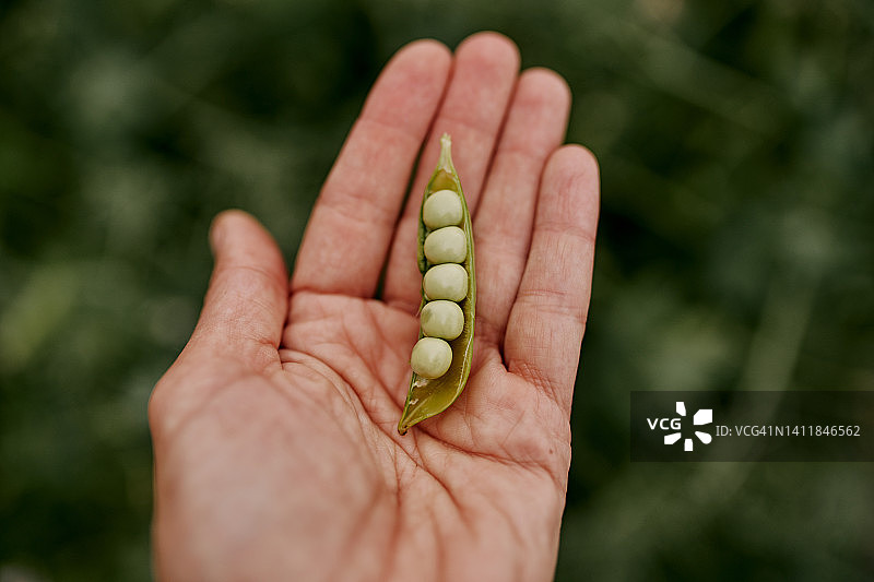 女人手中的一荚绿豌豆。特写图片素材