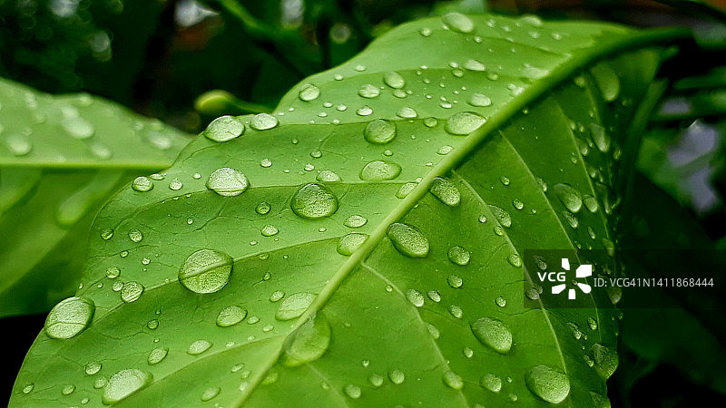 雨天中的自然图片素材