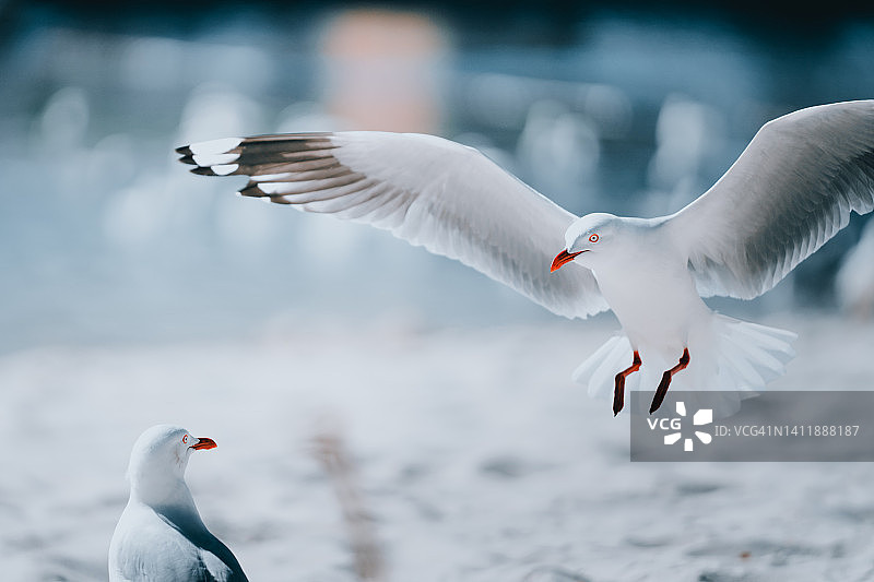 沙滩上的两只银鸥图片素材