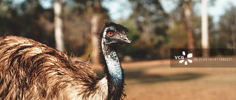 孤松考拉保护区内的鸸鹋图片素材