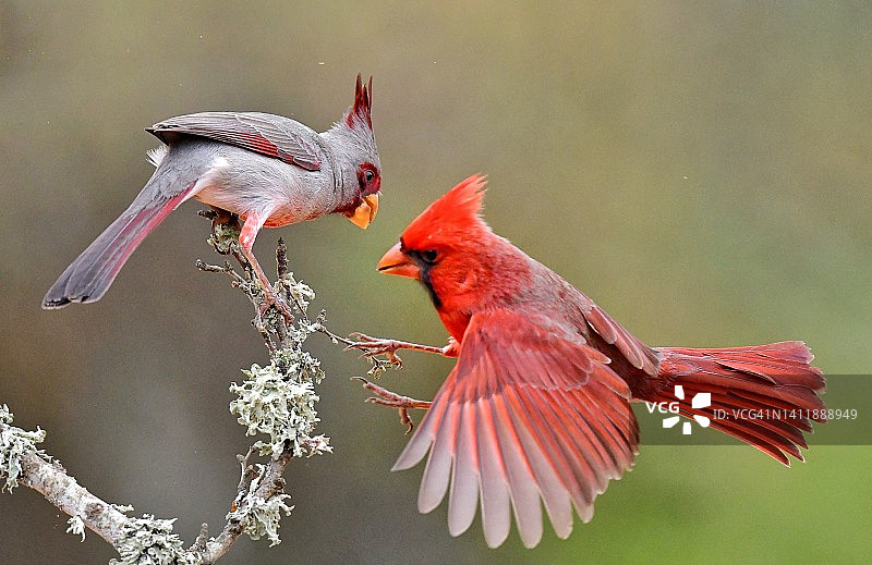 美洲红雀与灰雀在德克萨斯州南部相遇图片素材