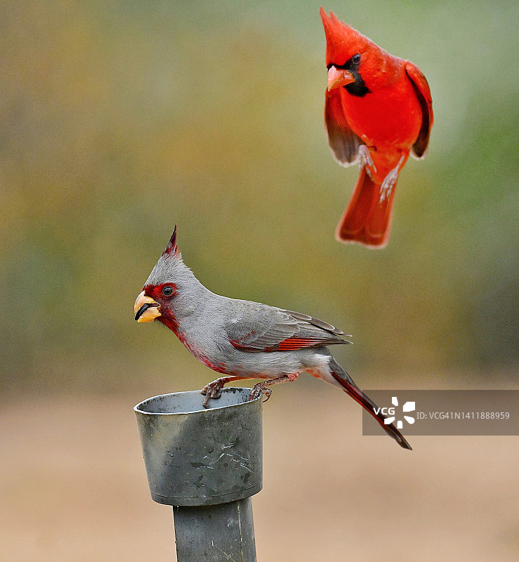 美国德克萨斯州南部，一对红腹灰雀和北美红雀俯冲图片素材