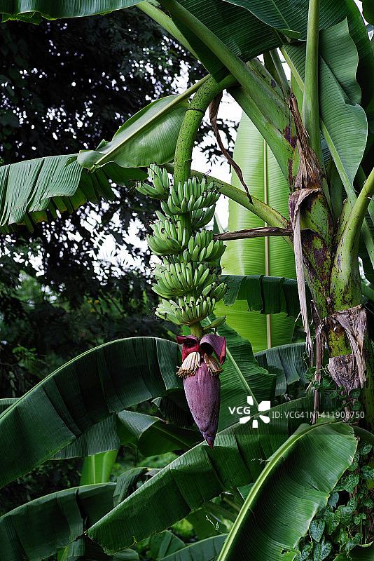 悬挂在树上的香蕉花和香蕉串图片素材