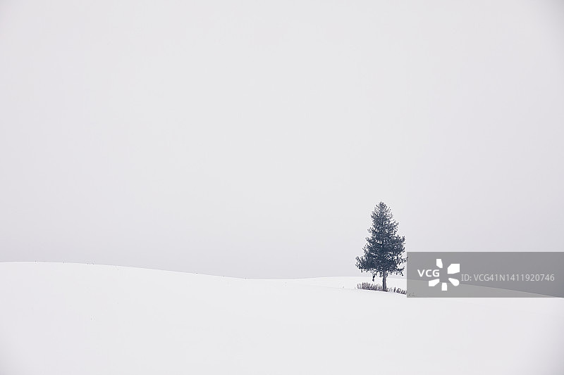 有雪的光秃树木图片素材