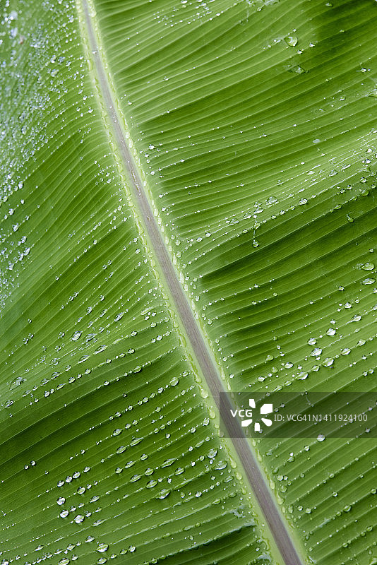 香蕉叶纹理和图案图片素材