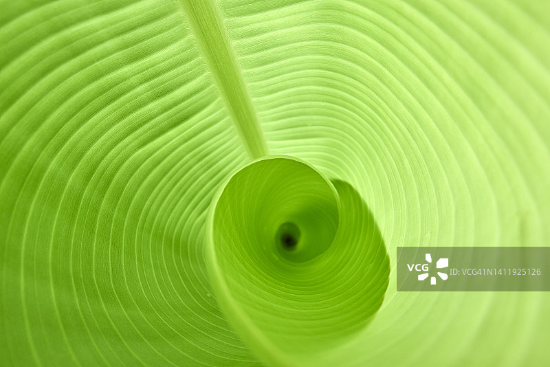 香蕉叶纹理和图案图片素材