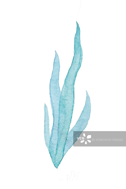 白色背景上的水彩技法蓝色藻类图片素材