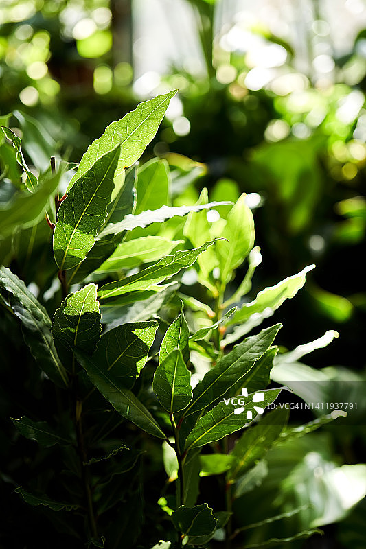 月桂树植物背景图片素材