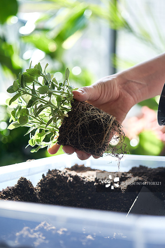 一位年轻女子将花移植到赤陶盆中。手中拿着带着泥土和根的花。图片素材