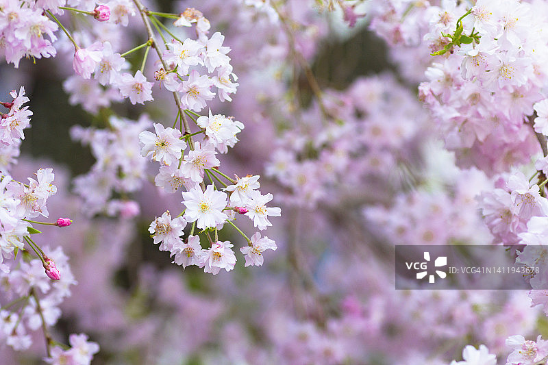 哭泣的樱花图片素材