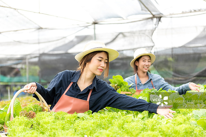 农场主在温室中照料蔬菜或水培有机植物。亚洲家庭妇女在农业中从事园艺工作。水培农业系统。小型商业概念图片素材