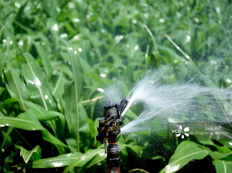 山上的羊群图片素材