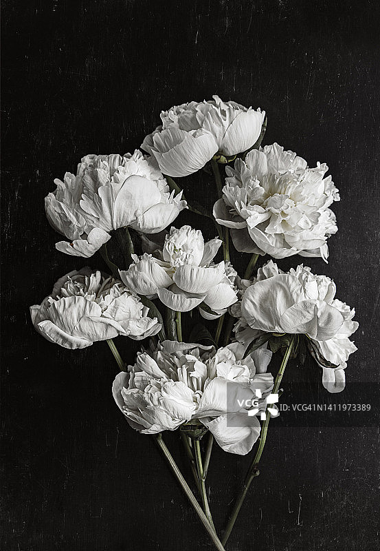 白色牡丹花图片素材