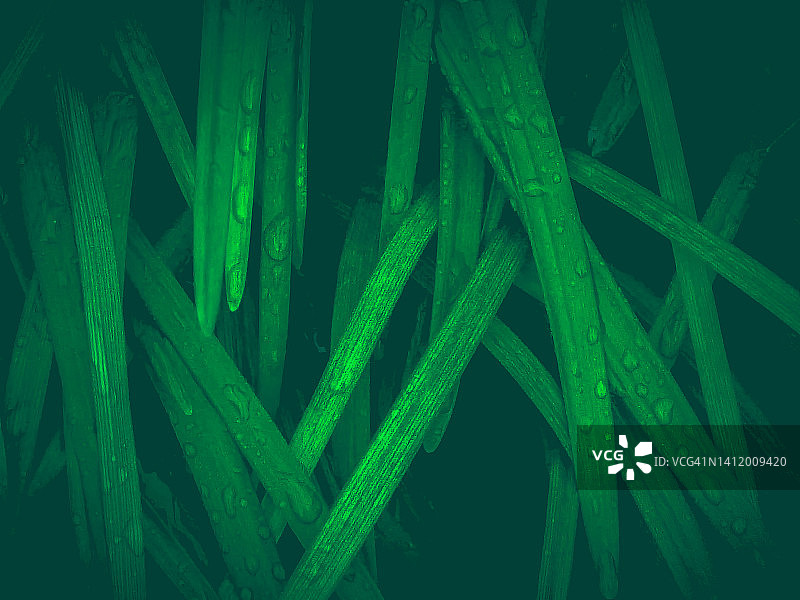 绿意盎然图片素材