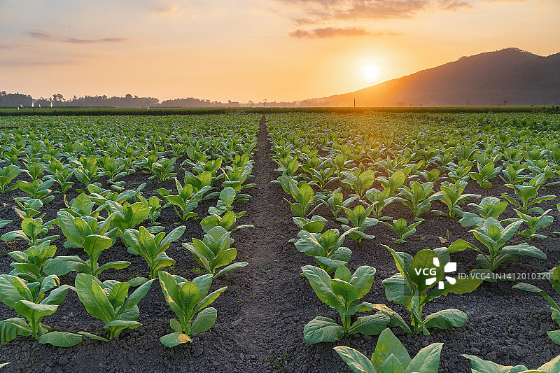 烟草领域图片素材