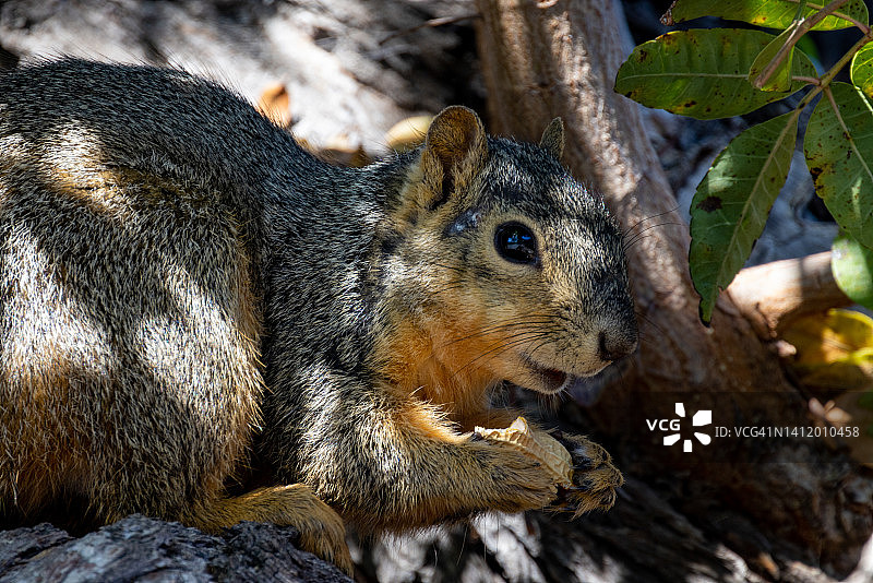 狐松鼠图片素材