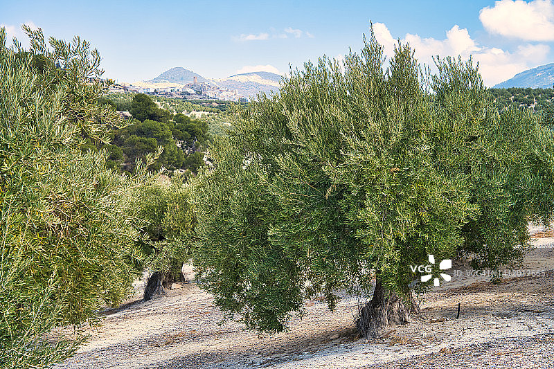 西班牙哈恩省的橄榄树林图片素材
