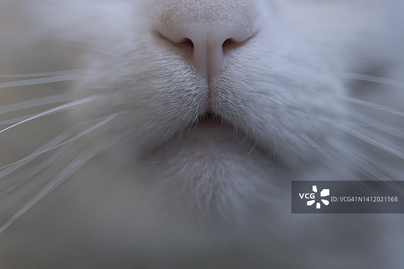家猫的口鼻图片素材