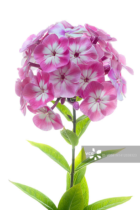 白色背景上的淡粉色福禄考花簇和叶子图片素材