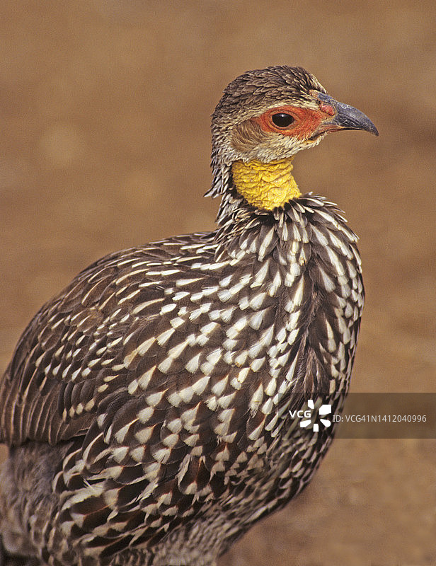 非洲黄颈 spurfowl图片素材