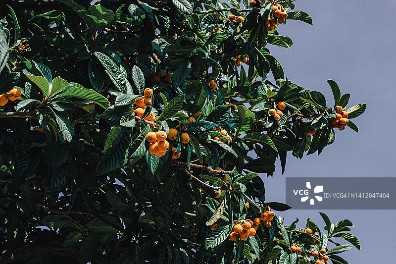 枇杷树图片素材