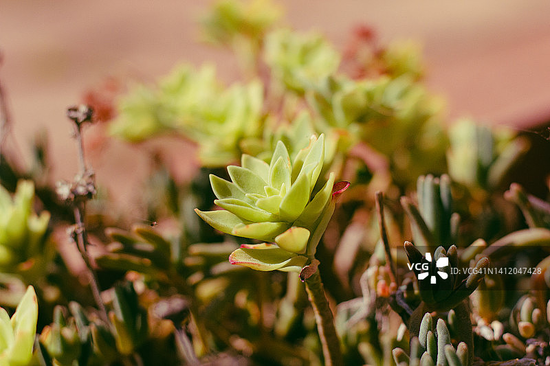 多汁的植物图片素材