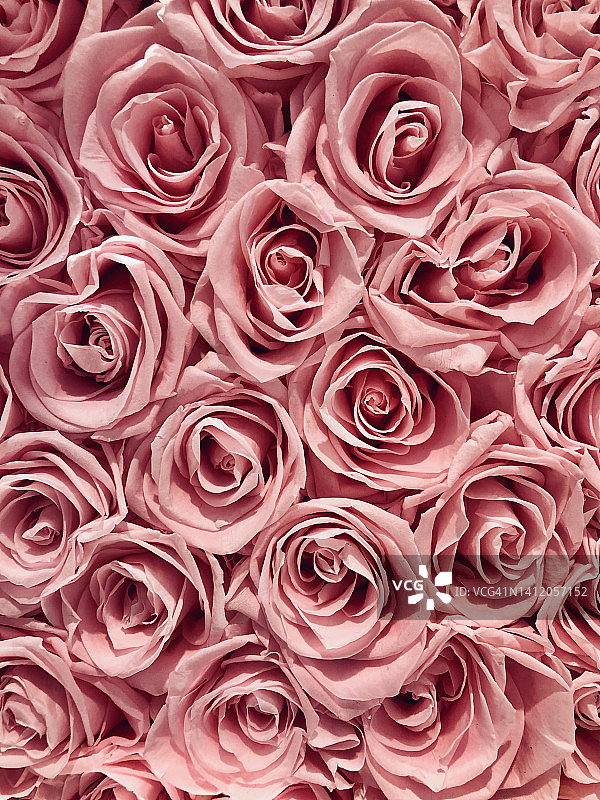 粉色的玫瑰图片素材