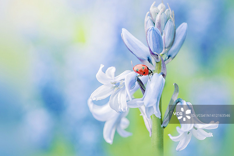 特写七星瓢虫栖息在春季风铃草花上图片素材