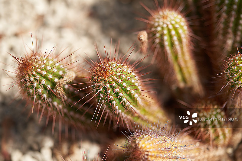 毛花柱图片素材