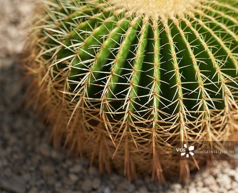 金琥仙人球图片素材