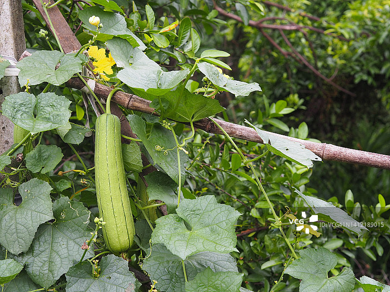 丝瓜角，葫芦科绿色蔬菜新鲜的褐色织物在花园上的自然背景图片素材