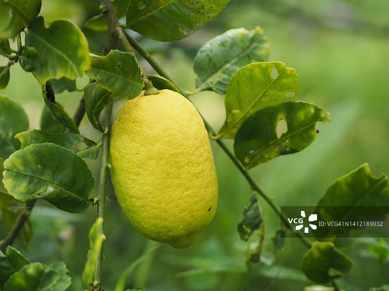 树上的柠檬，模糊的自然背景，酸味水果青柠图片素材