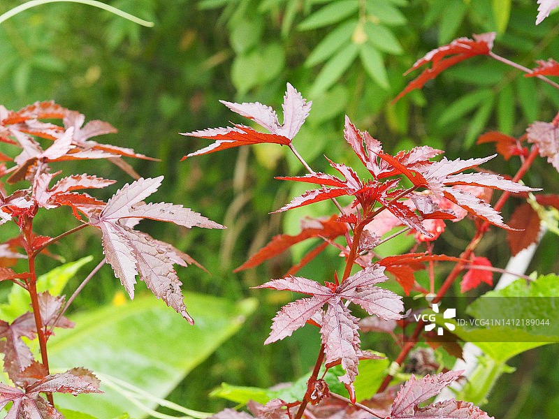 红花、洛神花，花园中红叶洛神葵树，锦葵科图片素材