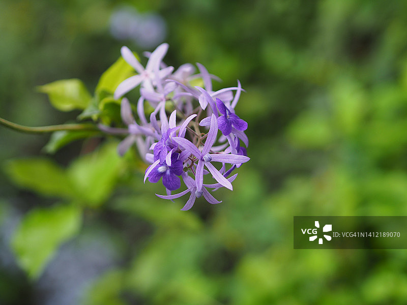 紫藤砂纸花：花园中盛开的五瓣紫色花束，形似五角花瓣，背景模糊图片素材