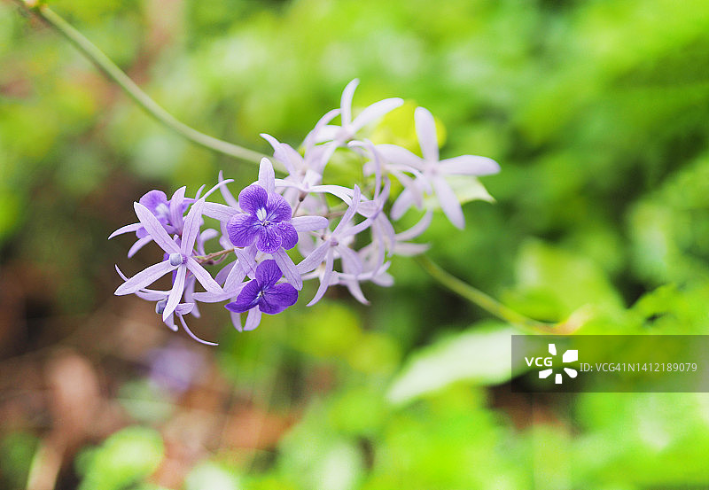 紫藤砂纸花：花园中盛开的五瓣紫色花束，形似五角花瓣，背景模糊图片素材