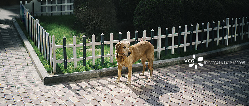 一只牵着绳子的狗图片素材