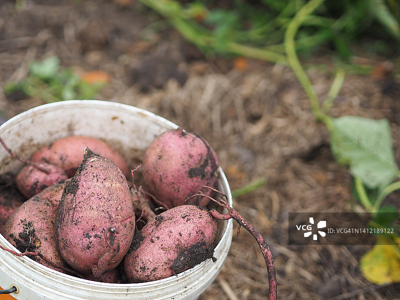 山药红薯图片素材