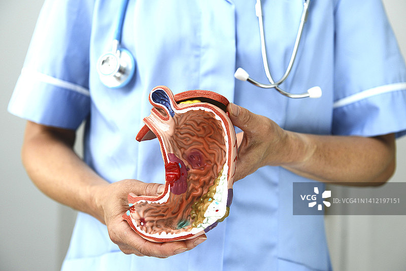 护士/医生与胃部教学模型图片素材