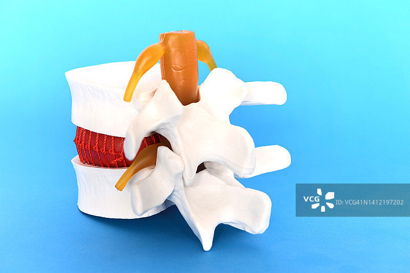 脊椎教学模型图片素材