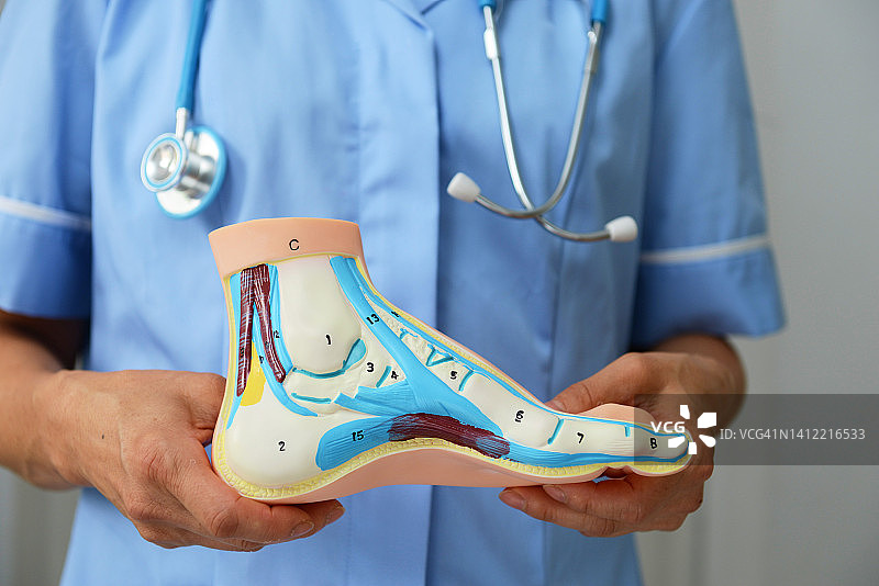 高弓足教学模型图片素材