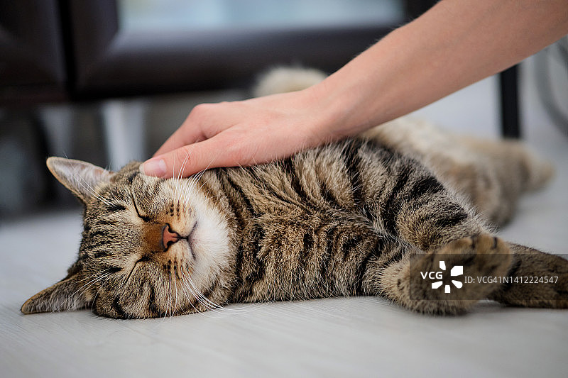 女人抚摸着睡着的条纹蓬松灰小猫，猫躺在地板上休息放松，主人抚摸着它，宠物领养，流浪动物收容所图片素材