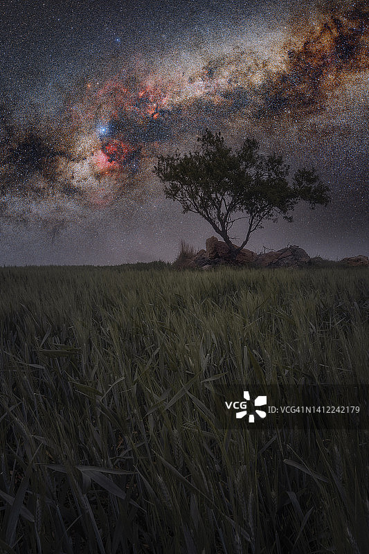 银河下的树图片素材