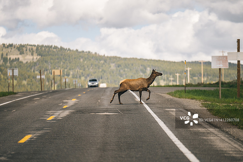麋鹿（加拿大马鹿）过马路景观图片素材