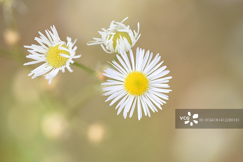 盛开的雏菊图片素材