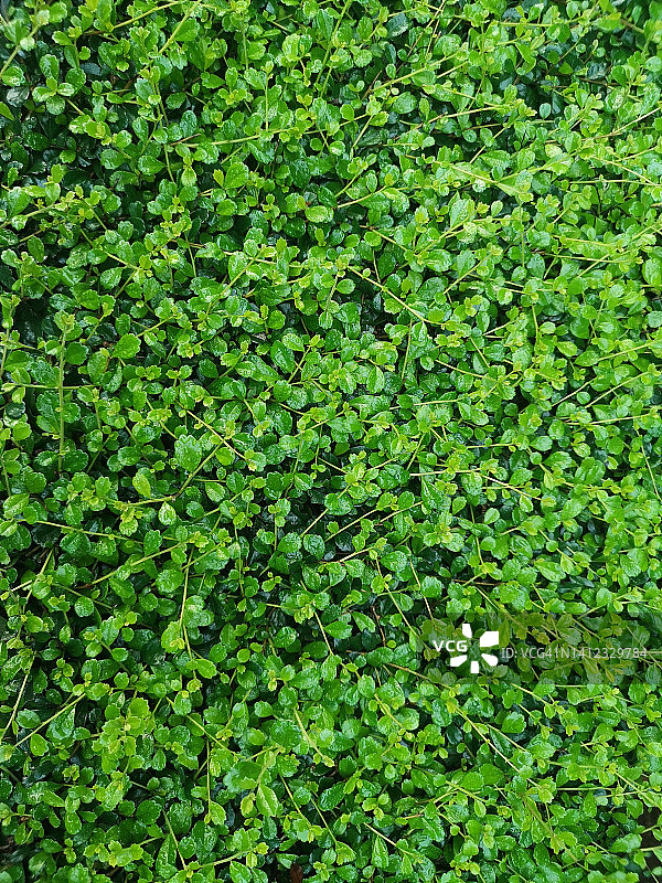 福建茶： Carmona retusa (Vahl) Masam Boraginaceae，花园中的绿色叶子图片素材