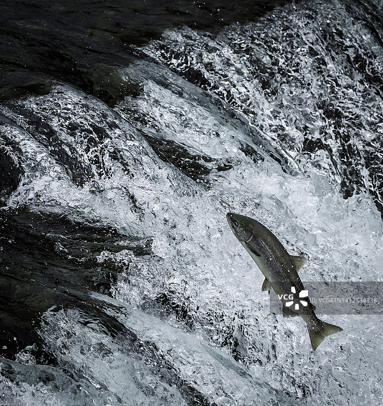 卡特迈国家公园布鲁克斯瀑布的鲑鱼跳跃图片素材