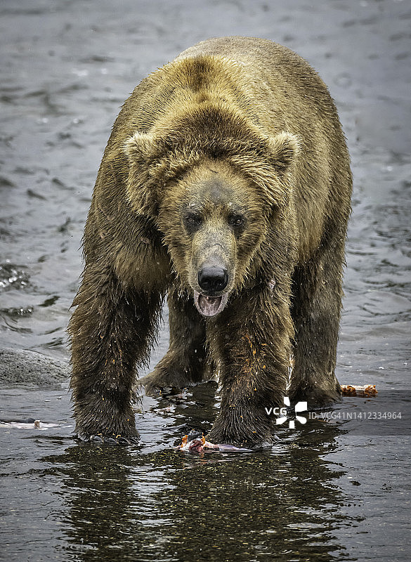 卡特迈国家公园的灰熊/棕熊图片素材