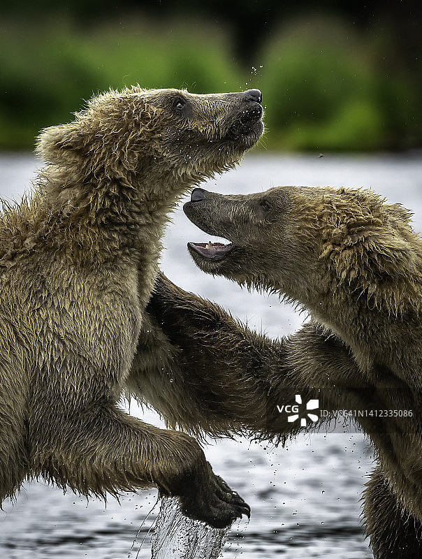 棕熊搏斗图片素材