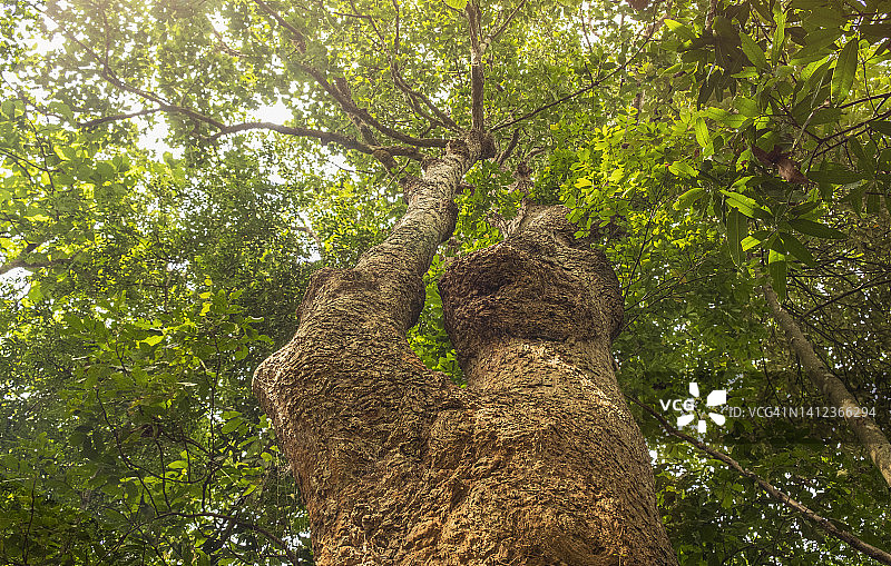 龙脑香大树的低角度视图图片素材