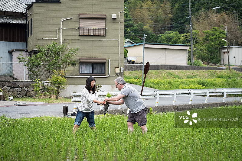 欧亚混血女儿和白人父亲在日本农场插秧图片素材